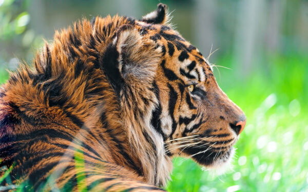 Wallpaper Sumatran, Tiger