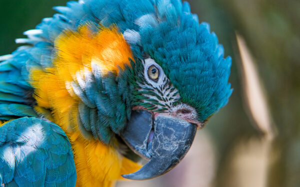 Wallpaper Yellow, Blue, And, Macaw