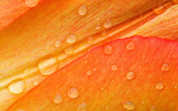 Wallpaper Petals, Flower, Drops