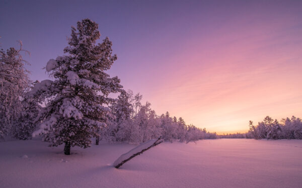 Wallpaper Forest, Sunrise, Frosty