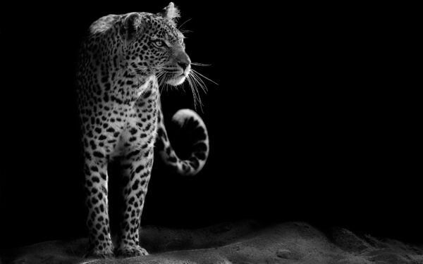 Wallpaper Leopard