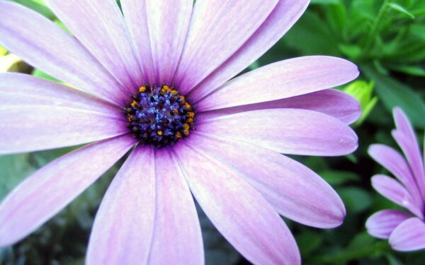 Wallpaper Aster, Purple