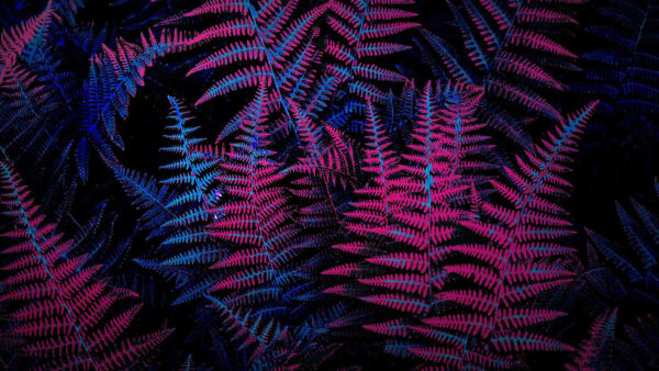 Wallpaper Plants, Neon