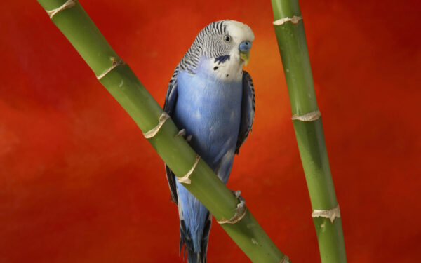 Wallpaper Budgerigar, Colorful