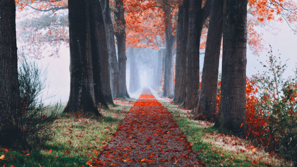 Wallpaper Foggy, Forest, Autumn