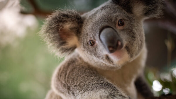 Wallpaper 4k, Download, Koala, Cool, Pc, Background, Animals, Desktop, Images, Free, Wallpaper, Animal