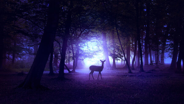 Wallpaper Deer, Night