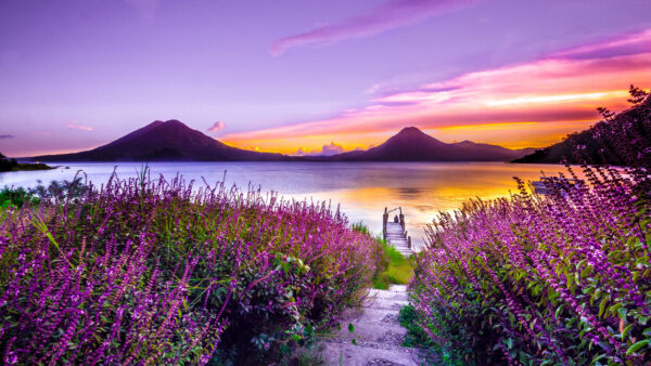 Wallpaper Beautiful, Lavender, Nature, Yellow, And, View, Sky, Closeup, Flowers, Above, River, Purple