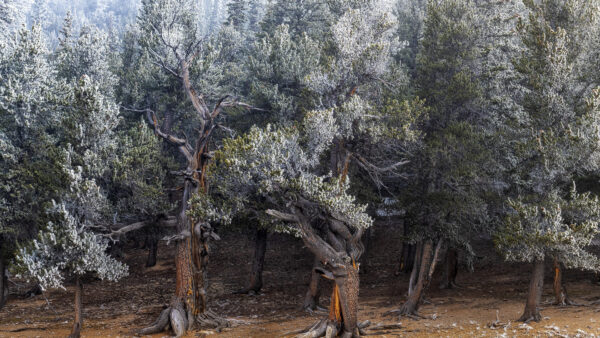 Wallpaper Desktop, Mobile, Snow, Trees, Green, Forest, Covered, Landscape, Nature