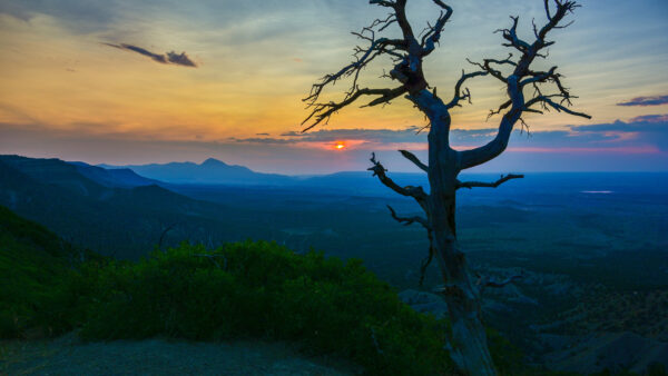 Wallpaper Tree, Sunset, Bushes, Mobile, Nature, Branches, Desktop