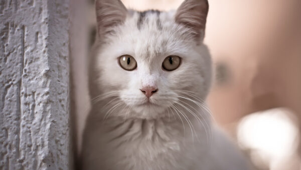 Wallpaper Animals, Cat, Cute, Eyes, White, Near, WALL, Standing, Background, Blur, With, Desktop