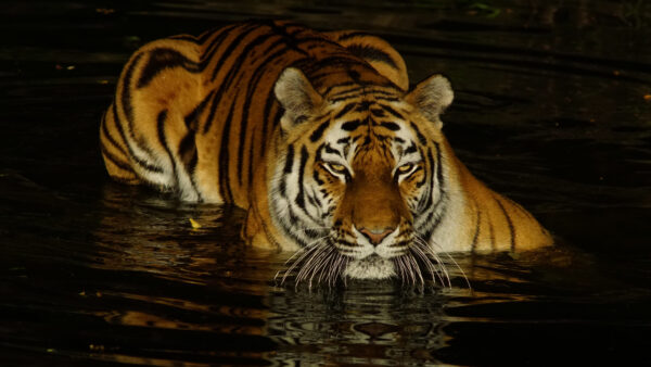 Wallpaper Water, Animals, Near, Desktop, Walking, Body, Tiger, Road