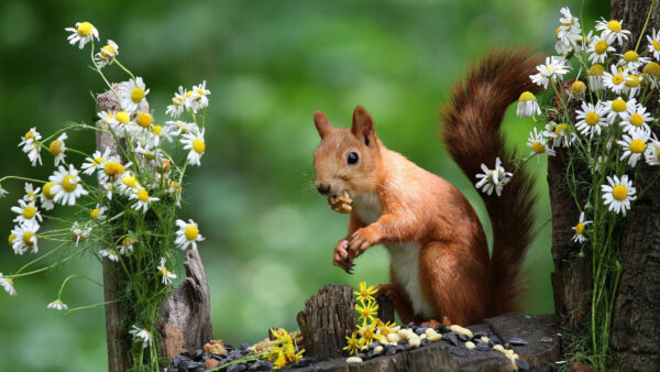 Wallpaper With, Desktop, Background, Sides, And, Squirrel, Shallow, Red, Flowers