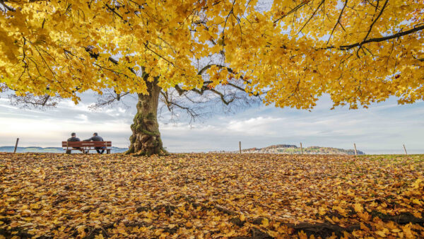 Wallpaper Wooden, Tree, Men, Are, Two, Leaves, Under, Bench, With, Yellow, Nature, Sitting, Desktop, Mobile