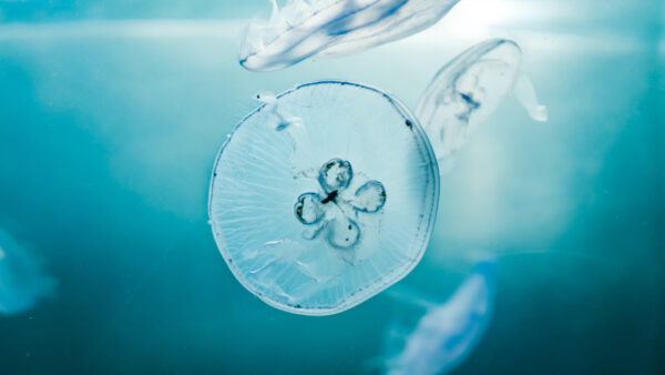 Wallpaper Desktop, Blue, Underwater, Mobile, Jellyfish