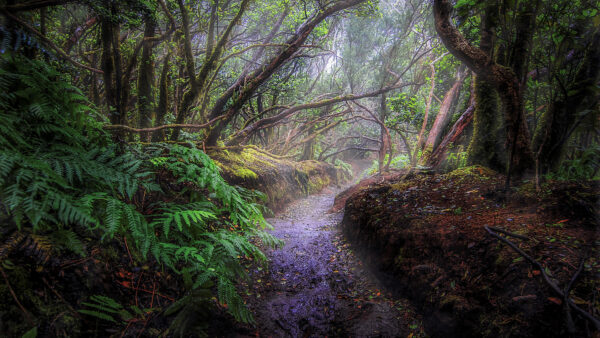 Wallpaper Jungle, Green, Mobile, Surrounded, Autumn, Desktop, Trees, Between, Path