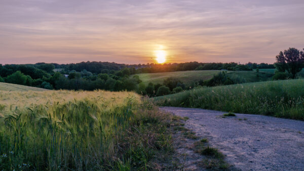 Wallpaper Mobile, Sky, Field, Nature, And, Wheat, Sunset, Between, Under, During, Grass, Desktop, Road