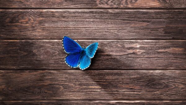Wallpaper Butterfly, Minimalist, Wooden, Blue, Table