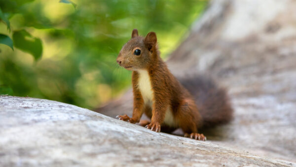 Wallpaper Rock, With, Shallow, Squirrel, Sitting, Mobile, Desktop, Fox, Background