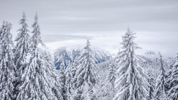 Wallpaper With, Desktop, During, Mountain, Winter, Mobile, Forest, Spruce, Snow