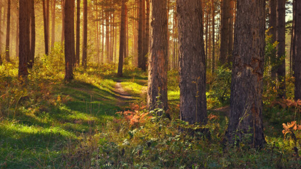 Wallpaper Forest, Green, Mobile, Plants, Nature, Trees, Desktop, Grass, Sunbeam, Path