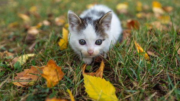 Wallpaper Field, Desktop, Cat, Grass, Animals