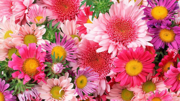 Wallpaper Chrysanthemum, Spring, Flowers, Colorful