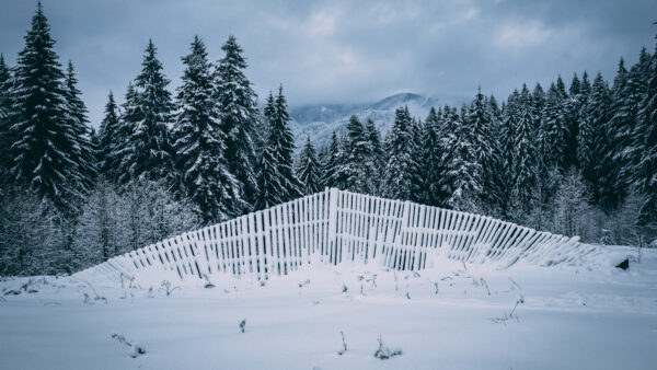 Wallpaper With, Fence, Mobile, During, And, Winter, Covered, Fir, Desktop, Snow, Tree