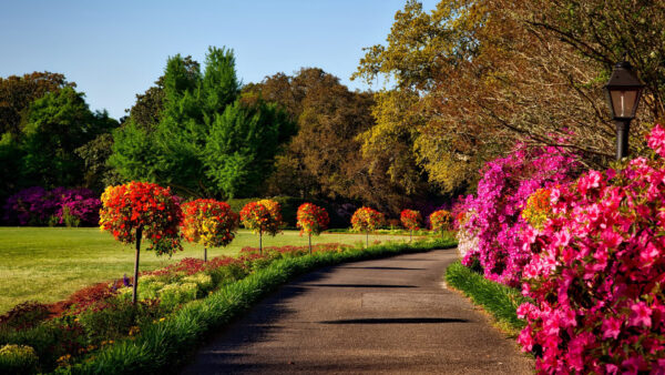 Wallpaper Green, Trees, Between, Colorful, Background, Grass, Garden, Flowers, Field, Plants, Road