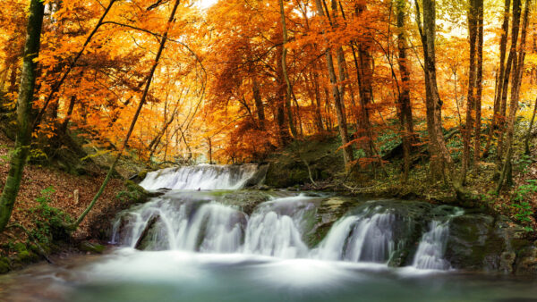 Wallpaper Autumn, Forest, Stream, Waterfalls, Desktop, Rocks, Covered, Algae, Yellow, Spring, Leafed, Between, Trees, Nature