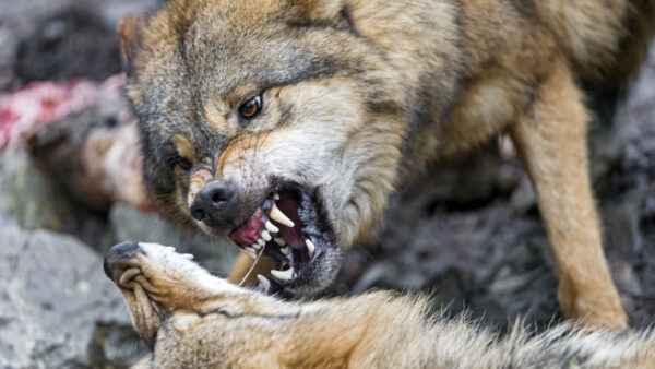 Wallpaper Two, Wolves, Fighting, Are, Animals, Animal