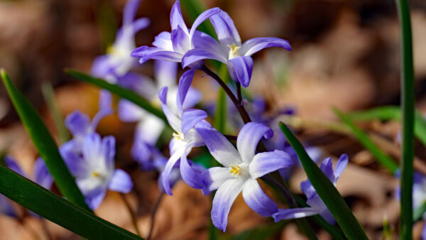 Wallpaper Flowers, Beautiful, Purple, Spring, Mobile, Desktop, Petals