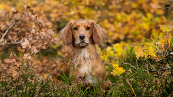 Wallpaper White, Dog, Desktop, Green, Sitting, Leaves, Mobile, Yellow, Blur, Fur, Brown, Background