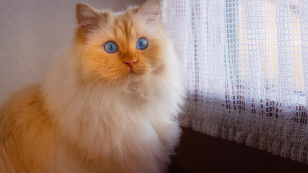 Wallpaper Cat, Curtains, Standing, Eyes, White, Near