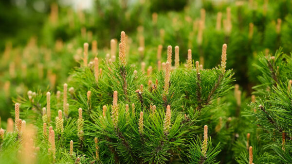 Wallpaper Nature, Spruce, Leaves, Needles, Cones, Mobile, Green, Desktop