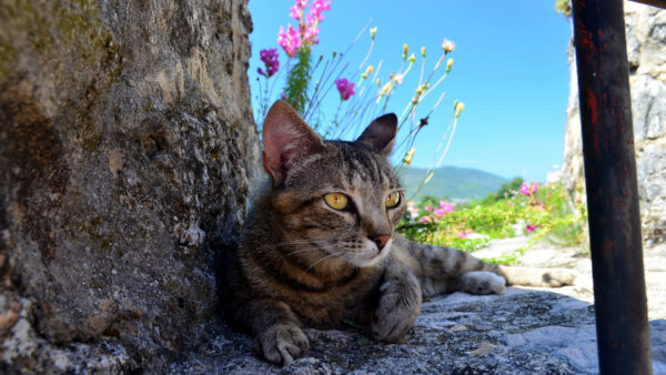 Wallpaper Yellow, Purple, Sky, Eyes, Sitting, Cat, With, And, Blue, Background, Desktop, Flowers