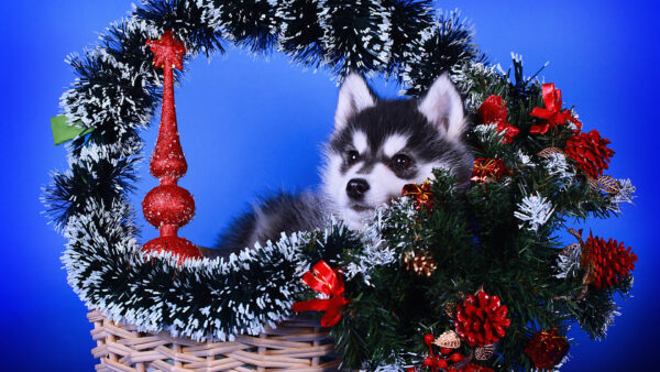 Wallpaper Desktop, Basket, Baby, Pine, Dog, Husky, Decorated, Pet, Christmas, Cone, With, Sitting, Animals, Like, Decoration