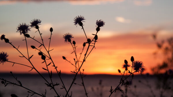 Wallpaper Thistle, Nature, Field, Silhouette, Plant, Background