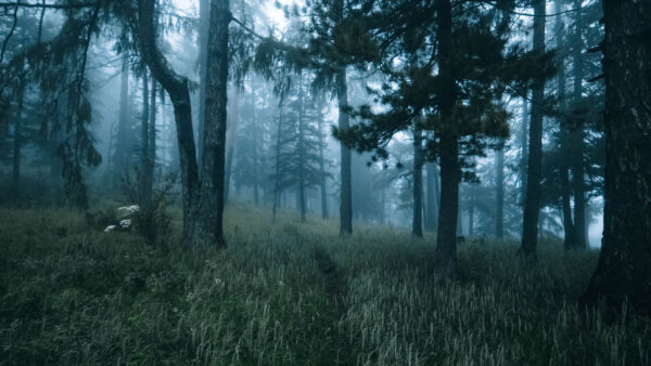 Wallpaper And, Path, Forest, With, Fog, Desktop, Trees, Nature