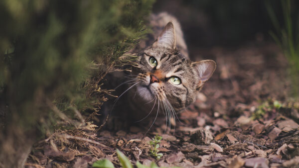 Wallpaper Brown, Cat, Black, Eyes, Desktop, Kitten, Green, Looking