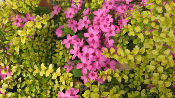 Wallpaper Green, Images, Pink, Leaves, Beautiful, Nature, With, Flowers