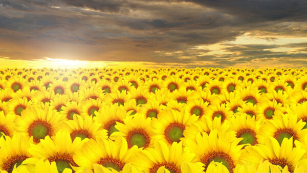 Wallpaper Sunflower, Black, Sunflowers, Beautiful, Sky, Yellow, During, Clouds, Under, Field, Sunrise, Blue