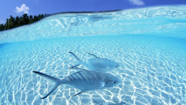 Wallpaper Waves, Closeup, Background, View, Two, Blue, Fishes, Ocean, Sky, Underwater, Fish