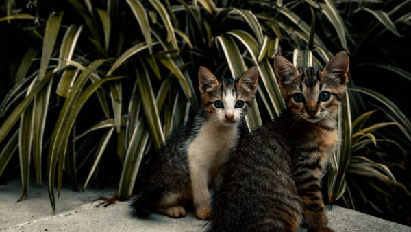 Wallpaper Black, Cute, Kitten, Brown, Sitting, Two, Green, Are, Leaves, Plants, Cat, White, Near, Kittens