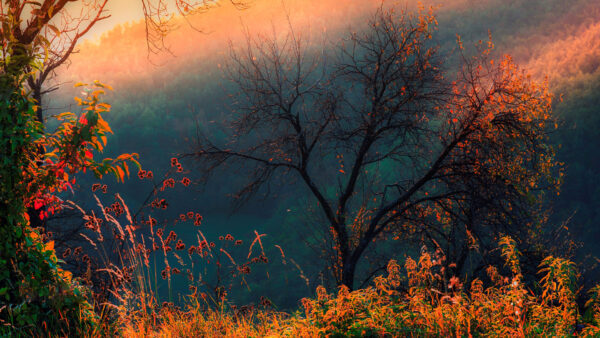 Wallpaper Sunset, Grasses, Mountains, Flowers, Dry, During, Leaves, Fog, Green, With, Trees, Slope, Colorful, Forest
