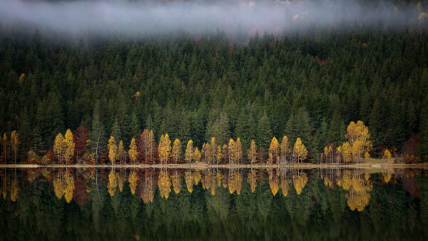 Wallpaper View, Landscape, Green, Autumn, With, Yellow, Trees, Lake, Forest, Nature, Red, Leaves, Reflection, Fog