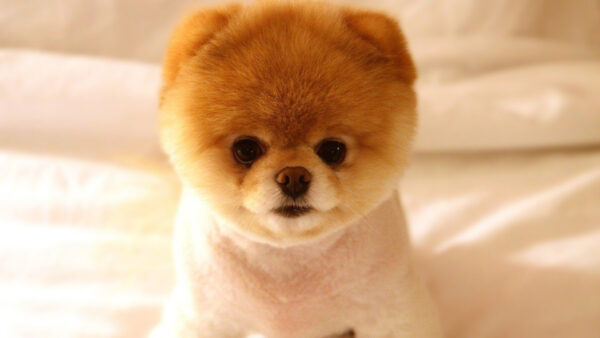Wallpaper Puppy, View, Pomeranian, Closeup, Dog