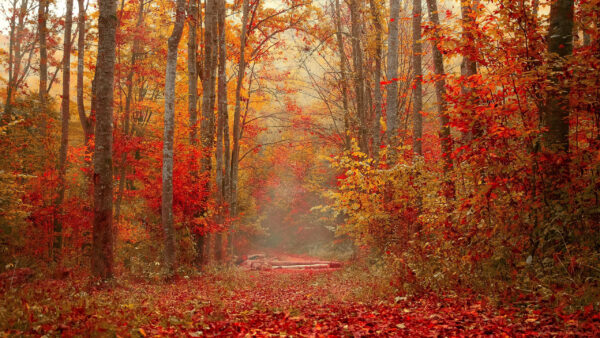 Wallpaper Red, Fall, Yellow, Trees, Forest, Autumn, Background