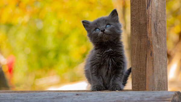 Wallpaper Above, Eyes, Yellow, Bench, Blue, Wood, Green, Background, Cat, Ash, Dark, Bokeh, Kitten, Blur