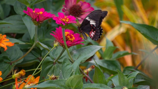 Wallpaper Blur, Desktop, Flower, Design, Butterfly, Black, Red, White, Mobile, Pink, Background